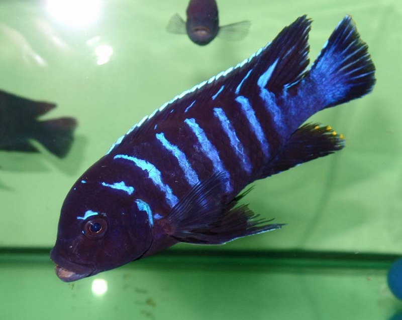 Maylandia sp. 'dolphin' Thumbi Point